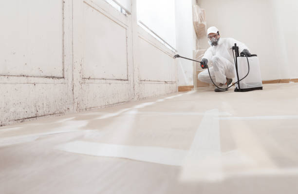 Black mold remediation team in Cordova
